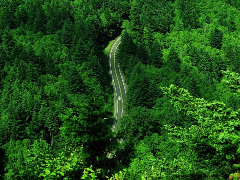 Shunan Bamboo Forest
